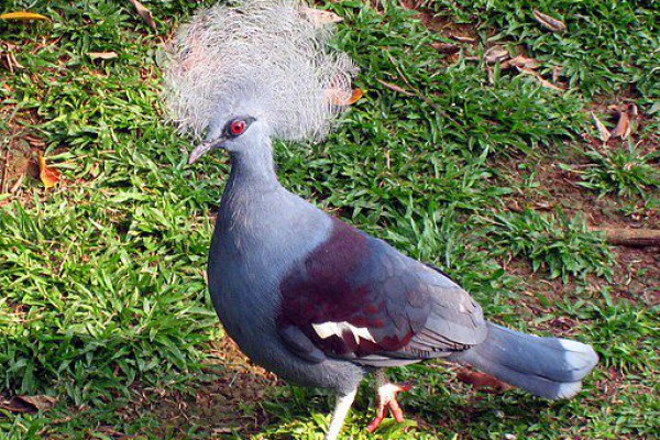 Mengenal Ciri-ciri Kebiasaan Burung Kiwi